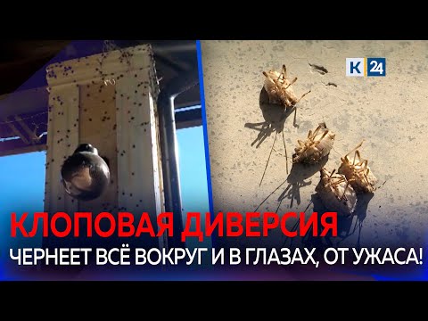 Видео: На Кубани ввели карантин по мраморному клопу в пяти районах