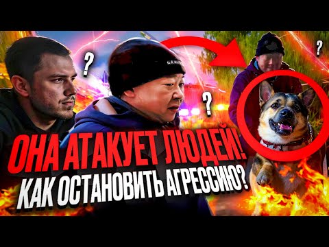 Видео: 🛑 Агрессивная собака в доме – угроза или защита? Разбираем ошибки!