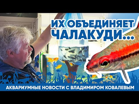 Видео: 👋 Новости аквариумного магазина с Владимиром Ковалевым (14.06.24). Их объединяет ЧАЛАКУДИ.
