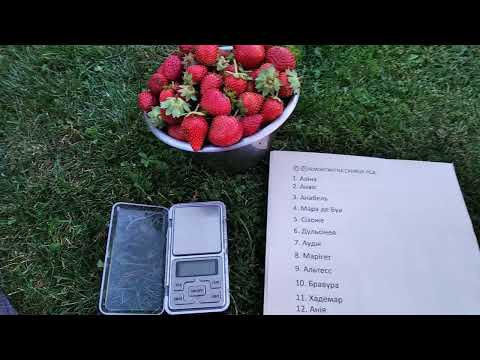 Видео: 🍓🍓🍓 Сорти НСД , реми, нейтрали 2024 🇺🇦 Які залишила та які видалила ? #саджанці #полуниця #клубніка