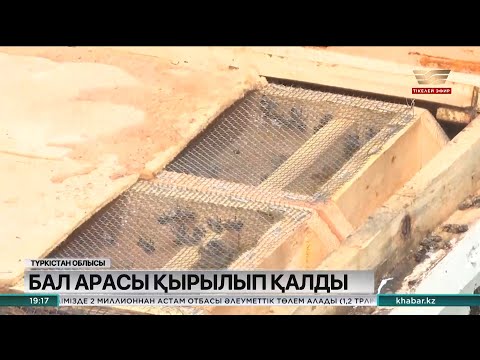 Видео: Түркістан облысында бал аралары қырылып қалды