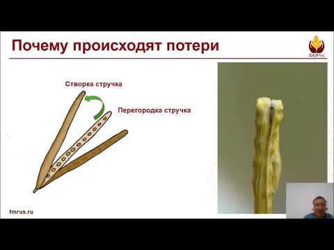 Видео: Десикация рапса