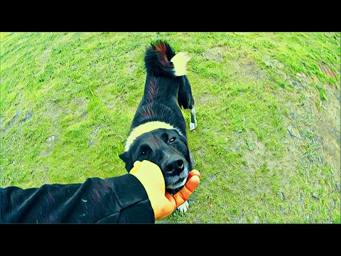 Видео: Уральский барс 2 этап. ИСТОРИЯ ОДНОЙ СОБАКИ. Финал