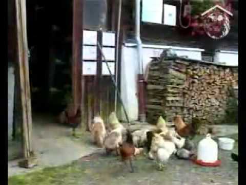 Видео: Сохранение видов в  пермакультуре