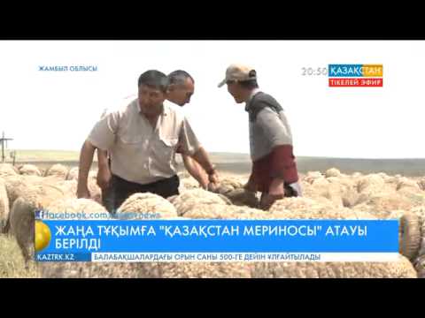 Видео: «Меркі асыл тұқымды қой зауыты» «Қазақстан мериносы» атты қойдың жаңа тұқымын шығарды