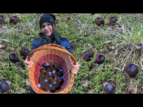 Видео: ГРИБЫ С ДРУГОЙ ПЛАНЕТЫ, ТАКОГО ВЫ ЕЩЕ НЕ ВИДЕЛИ, САРКОСОМА ШАРОВИДНАЯ - МОЛОДИЛЬНЫЙ ГРИБ