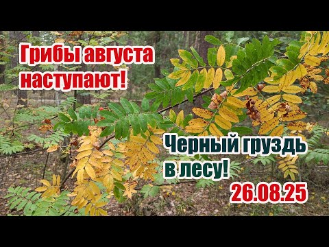 Видео: Грибы августа наступают! Черный груздь в лесу! 26.08.25