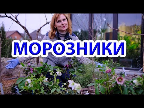 Видео: Морозники в саду