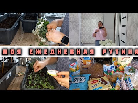 Видео: МОЯ ЕЖЕДНЕВНАЯ РУТИНА ДОМА🍂ПЕРЕСАДИЛА ХРИЗАНТЕМЫ🏵️МОТИВАЦИЯ НА ДЕЛА