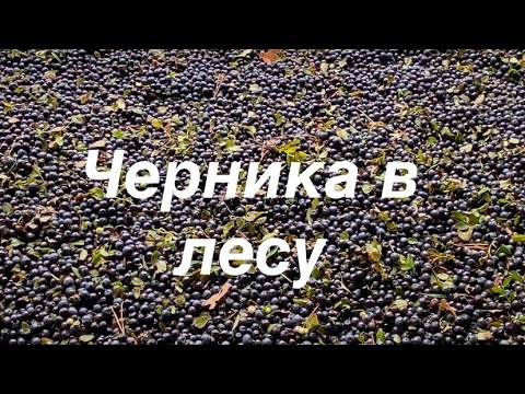 Видео: Все про лесную чернику,символ здоровья.
