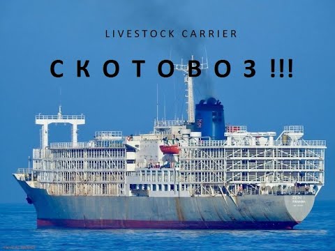 Видео: Ship's types-Livestock Carrier.СКОТОВОЗ