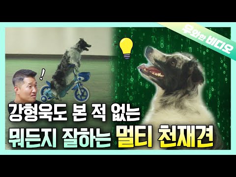 Видео: Атлетичный и умный как ад! Собачья версия Сына + Пифагор🐶