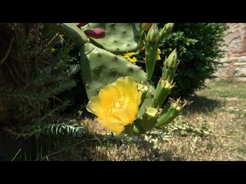 Видео: Епизод 74. Формиране на краставици.