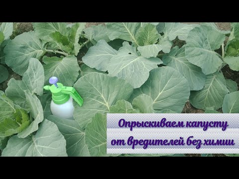 Видео: СУПЕР СРЕДСТВО ДЛЯ КАПУСТЫ ОТ ВРЕДИТЕЛЕЙ БЕЗ ХИМИИ.