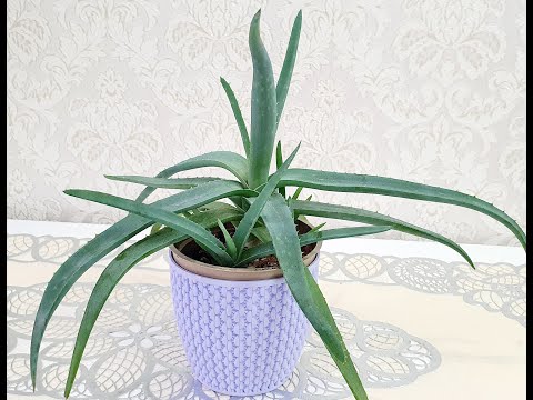 Видео: Алоэ. Өсірілуі, күтімі, емдік қасиеттері.#Әлия_әлемі_qazaqstan