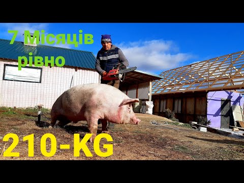 Видео: ПОСЛЕДНИЙ ДЕНЬ ГРЫЖОВИКА...