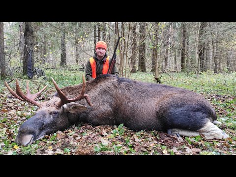 Видео: ОХОТА НА ЛОСЯ, загонщики делают результат охоты.