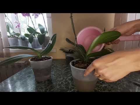 Видео: ОРХИДЕЯ В грунте SERAMIS первый полив/ замачиваю орхидеи в КОРЕ