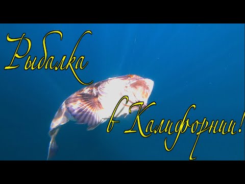 Видео: Рыбалка в Калифорнии!