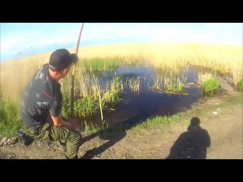 Видео: Полный Разлив САЗАНА... Эти  БОЛОТНЫЕ МОНСТРЫ не давали нам покоя...
