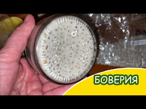 Видео: БОВЕРИЯ и МЕТАРИЗИУМ mix (чудо от TUTAGRO) / Подробно размножение на зерне