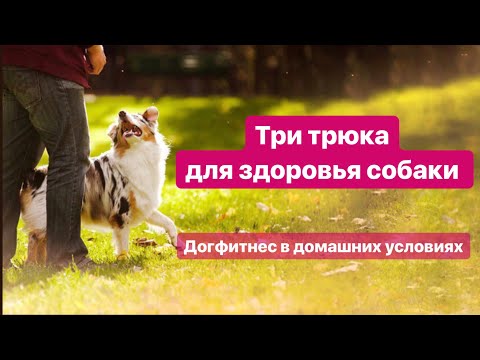 Видео: Урок 1. Три трюка для здоровья собаки. Дог фитнес в домашних условиях