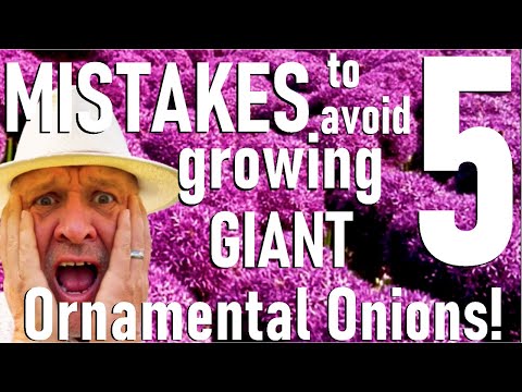 Видео: Избегайте этих пяти ошибок при выращивании гигантского декоративного лука — 'Allium giganteum'