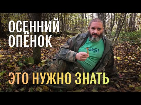 Видео: Для новичков. Осенний опёнок. Михаил Вишневский