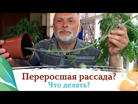 Видео: Что делать с переросшей рассадой?