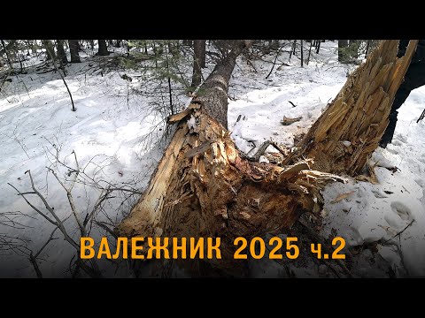 Видео: Нашел огромные поваленные деревья в лесу. Валежник 2025. 2 серия. 