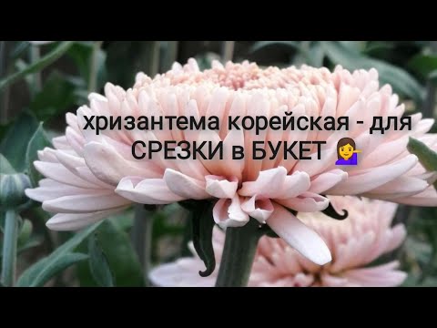 Видео: Хризантема корейская - для срезки в букет!