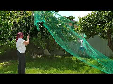 Видео: Установка Сетки от птиц на дерево черешни
