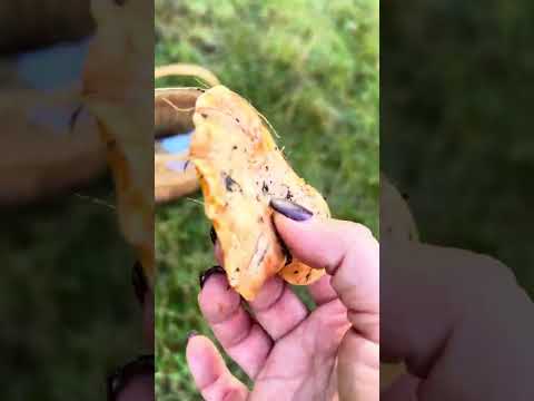 Видео: РЫЖИКИ!!! Сезон осень 2025 открыт!