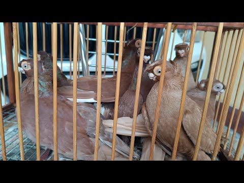 Видео: Узбекские декоративные голуби