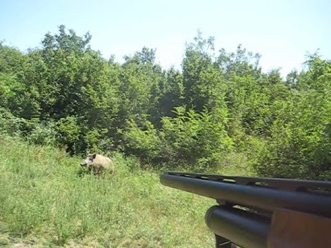 Видео: Ловен излет  ЛРД Черноочене