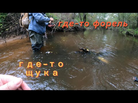 Видео: где то форель где то щука