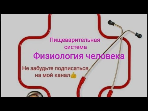 Видео: Физиология тонкого и толстого кишечника.
