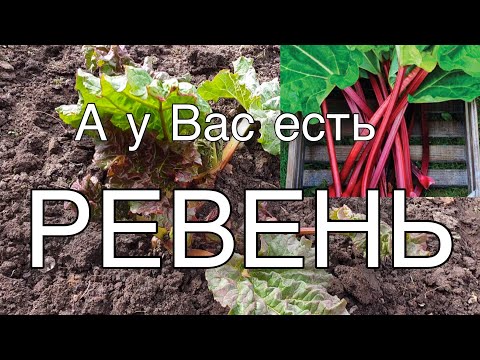 Видео: РЕВЕНЬ. От посадки Ревеня до кулинарии.