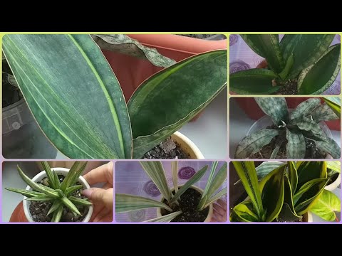 Видео: САНСЕВИЕРИИ🍀Обзор в августе🌷Адаптация тайских растений🍀Пересадка🌷Грунт🍀Манолин🌷Уитни🍀Кирки и др.