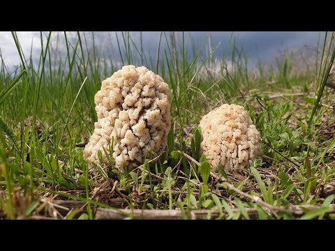 Видео: СТЕПНЫЕ СМОРЧКИ ! БЕЗУМНОЕ ПУТЕШЕСТВИЕ ЗА ГРИБАМИ ЗА 1000 КМ  Грибы 2021 !