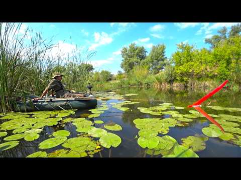 Видео: Рыбалка на зорьке - ОНО СОГНУЛО И ПОТАЩИЛО!! Летний поплавок язи, лещи, сазан, карась!!