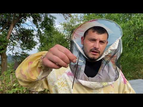 Видео: Обработка пчелы от клеща. Самодельные полоски для обработки от варратоза.