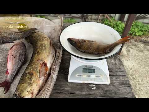 Видео: Тест ножа Рыбацкий-5 сталь м390 рукоять резинопластик: чистка разной чешуи