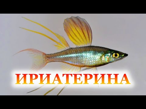 Видео: Ириатерина Вернера. Содержание, разведение в аквариуме, уход (Iriatherina werneri)