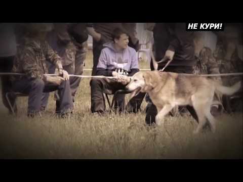 Видео: О породе Русская гончая . 2018