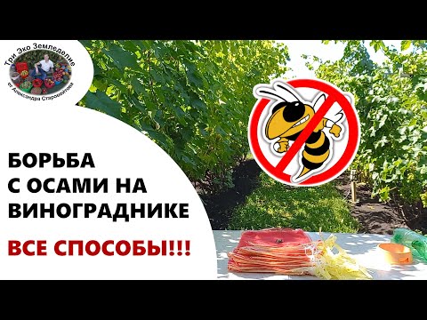 Видео: Борьба с осами на винограднике. Все способы #ТриЭкоВиноградник