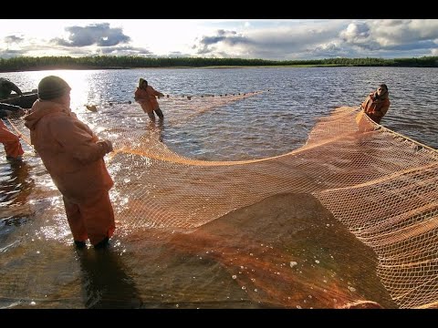 Видео: Юра Вижу Сёмгу!Тяните Братцы!Рыбалка Неводом!