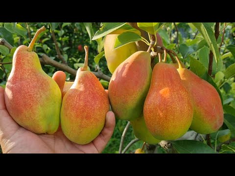 Видео: Груша, яку всі шукають!🍐 Чому вона така популярна? Талгарська Красуня -  ідеальний вибір для саду