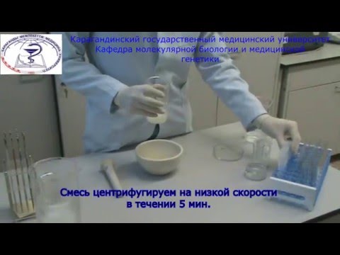 Видео: Выделение ДНК из растений