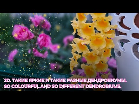 Видео: 2D. Такие яркие и такие разные Дендробиумы. So colourful and so different Dendrobiums.